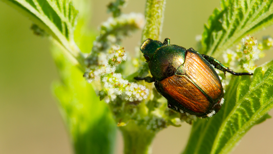 Green, metallic beetle climbing on a green plant. 