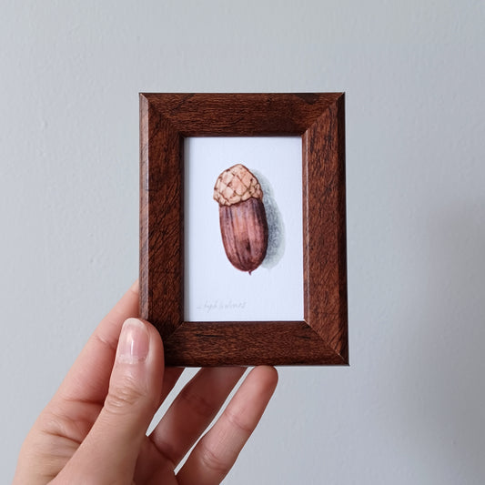 Lucky Acorn no. 203 framed print