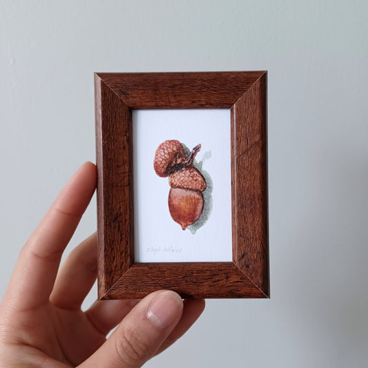 Lucky Acorn no. 206 framed print