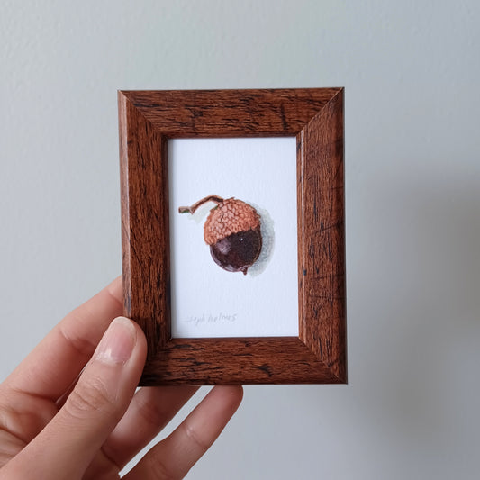 Lucky Acorn no. 208 framed print