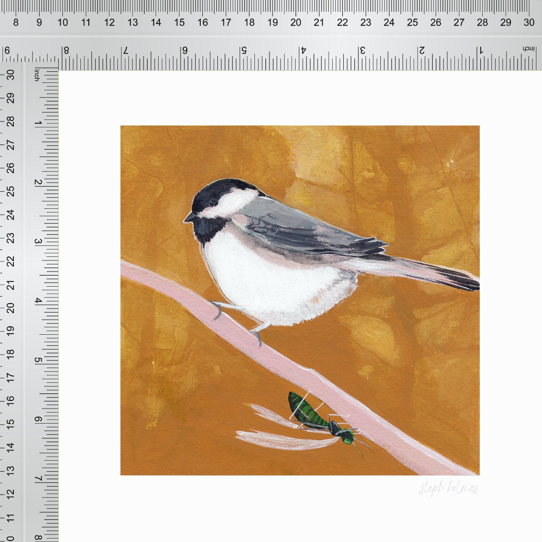 An art print featuring a black capped chickadee bird next to a ruler for measurement.