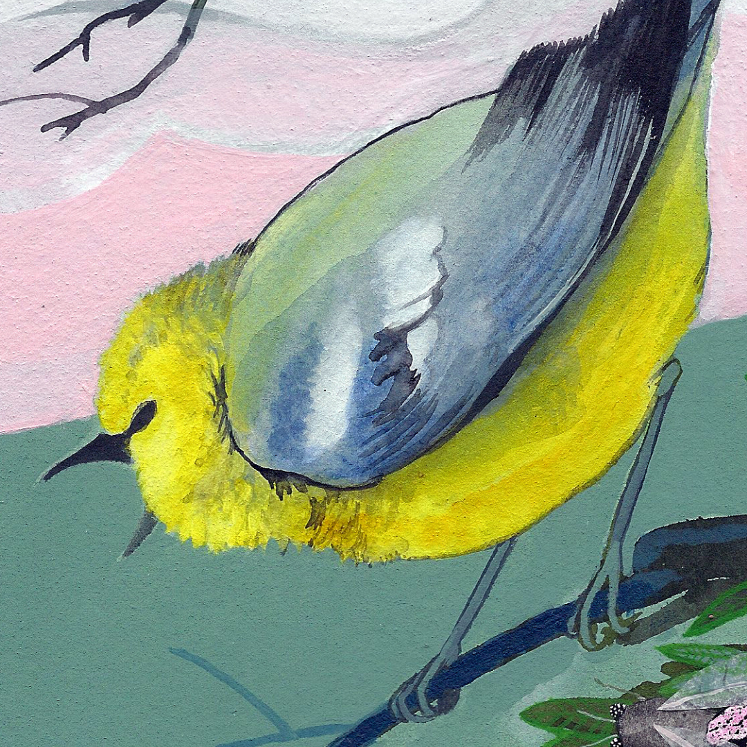 A detail of an art print featuring a bright blue winged warbler bird in front of a pink and green background.