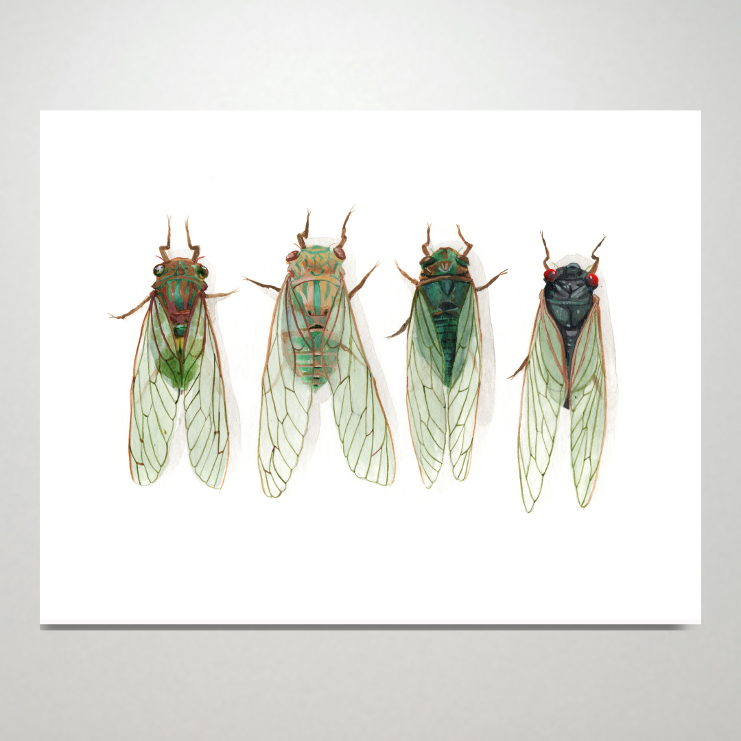 Cicada Collection print