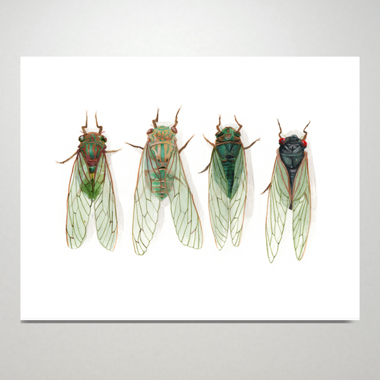 Cicada Collection print