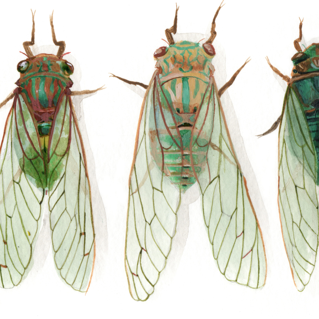 A detailed photo of an art print featuring cicadas. 