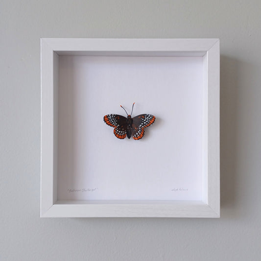 A baltimore checkerspot butterfly sculpture by artist Steph Holmes in a white shadowbox.