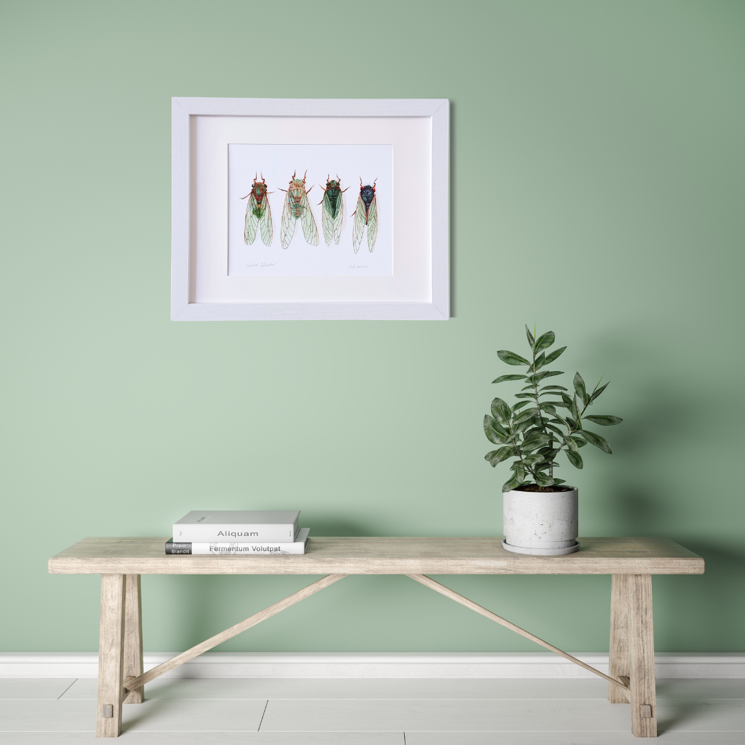 A framed cicada collection hung in a green room with a bench and plant below it.