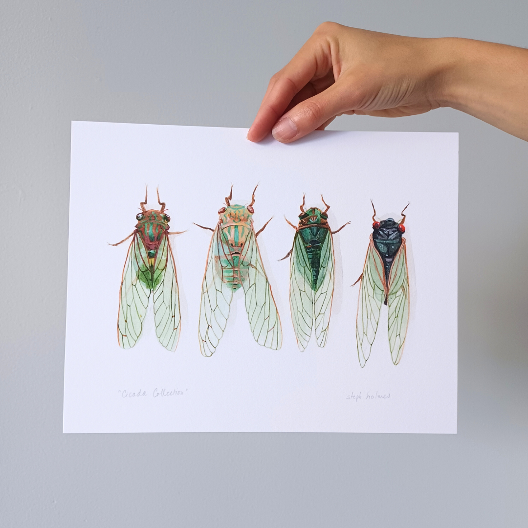 A photo of a hand holding a Cicada Collection art print.