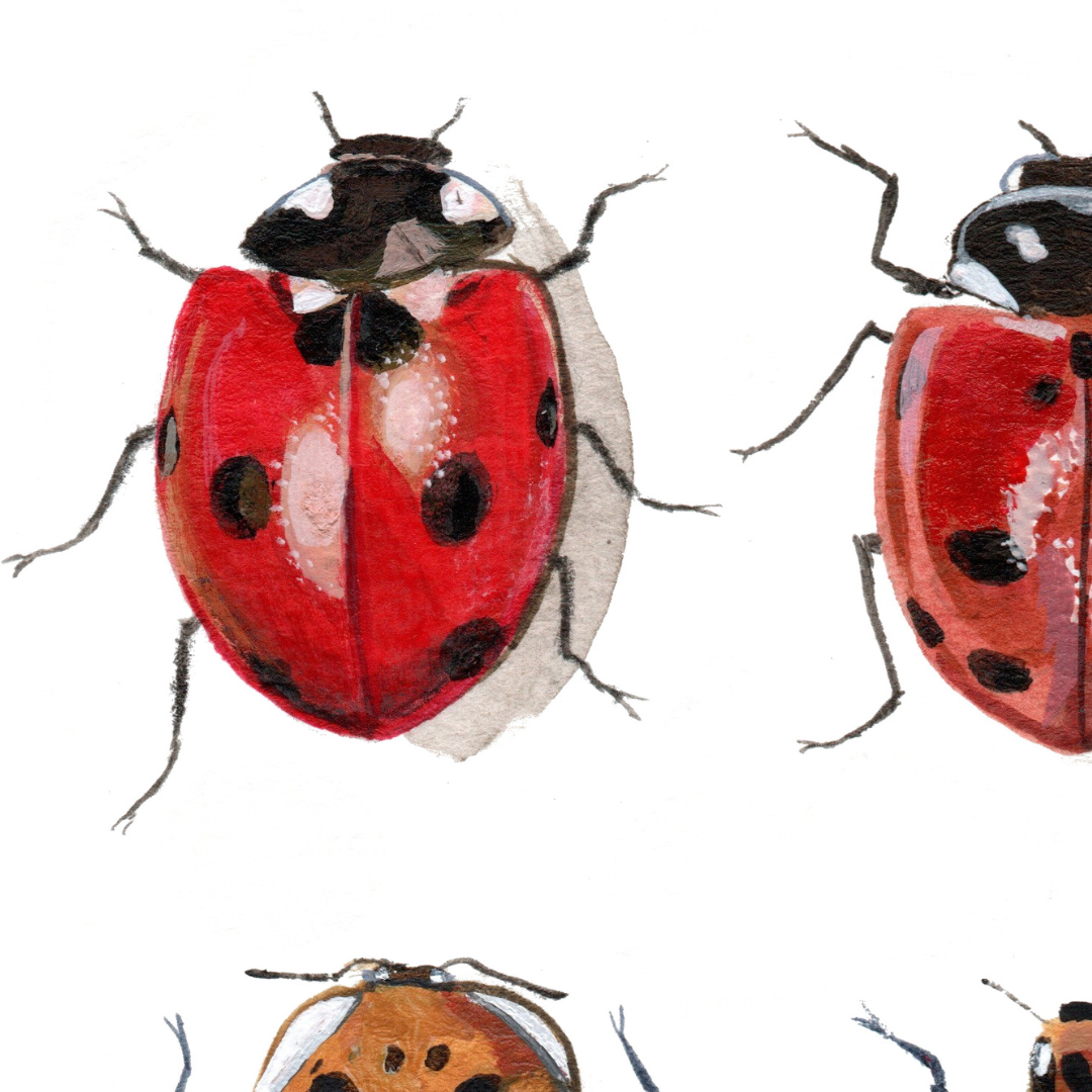 A detail photo of a painted red ladybug.