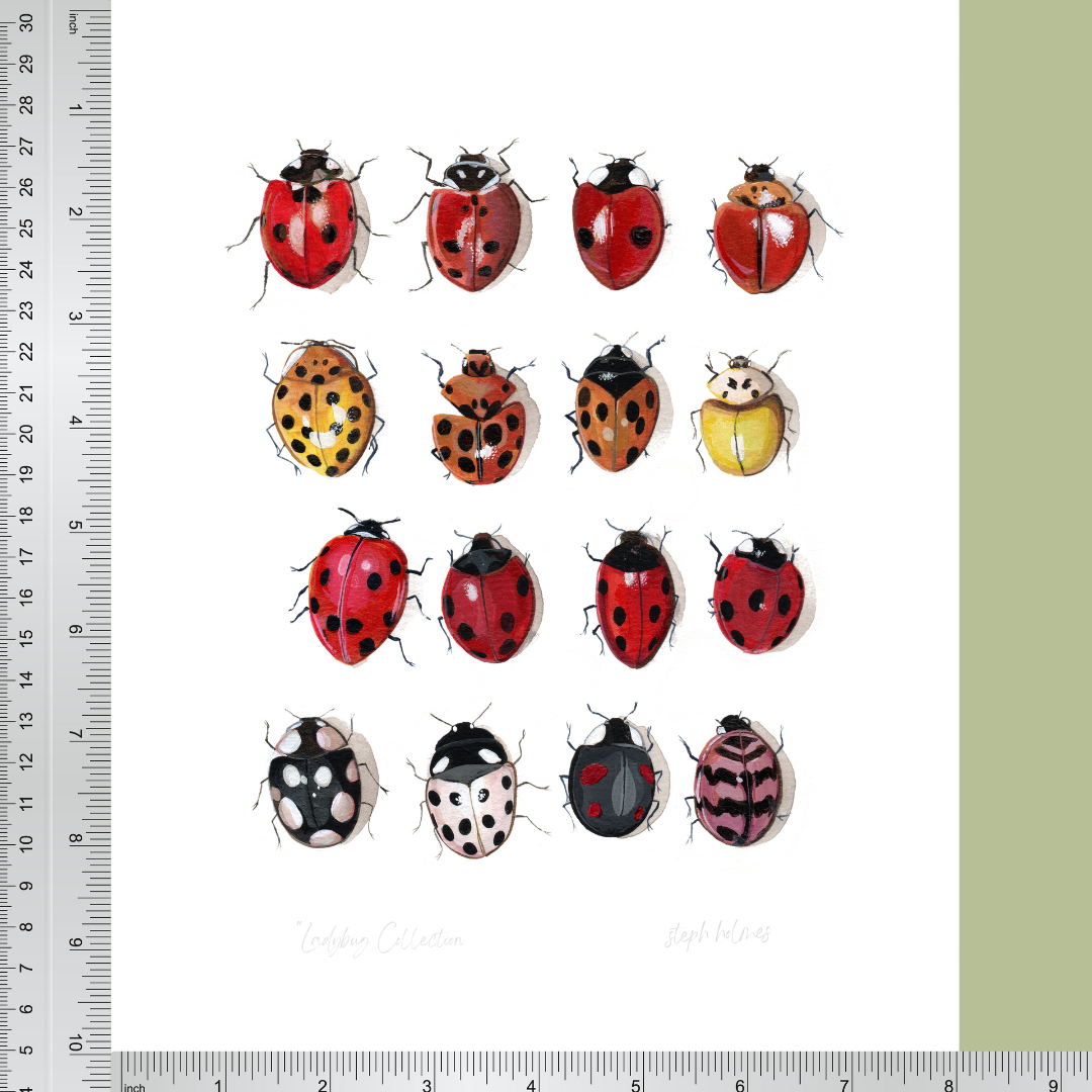 The art print featuring ladybugs next to a ruler for scale.