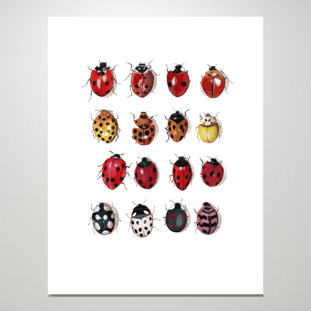 An art print featuring a grid of different varieties of ladybugs.