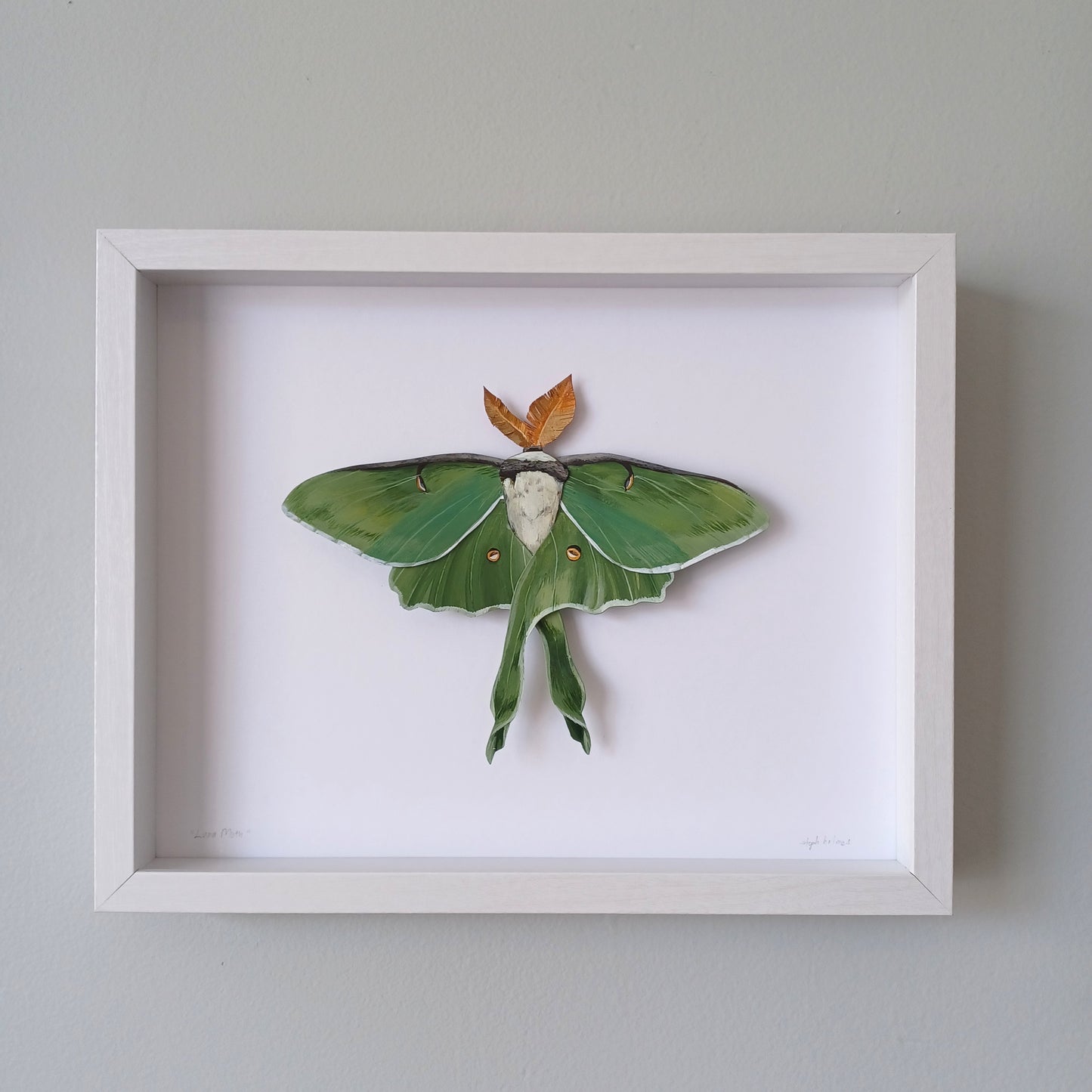 A Luna Moth sculpture by artist Steph Holmes framed in a white shadowbox.