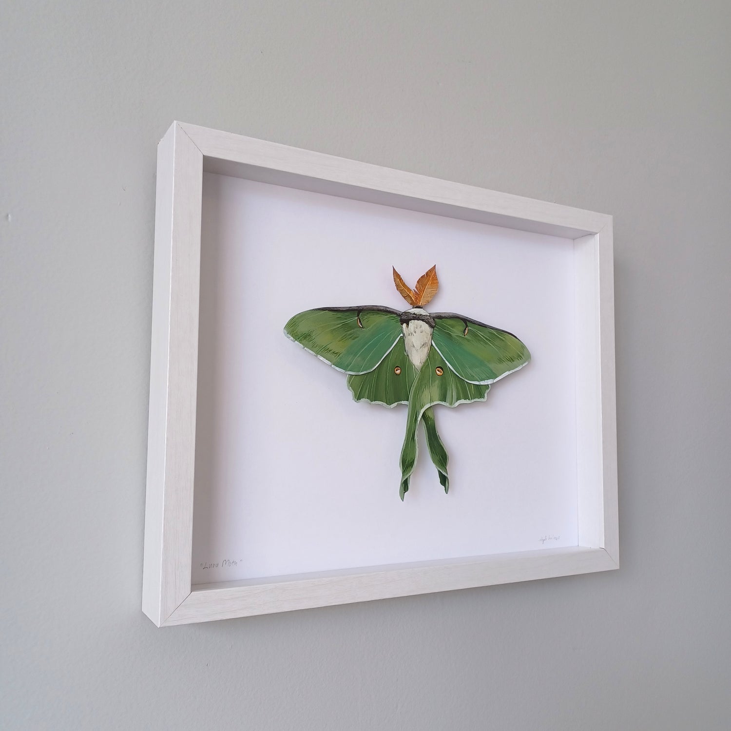 A Luna Moth sculpture by artist Steph Holmes framed in a white shadowbox.