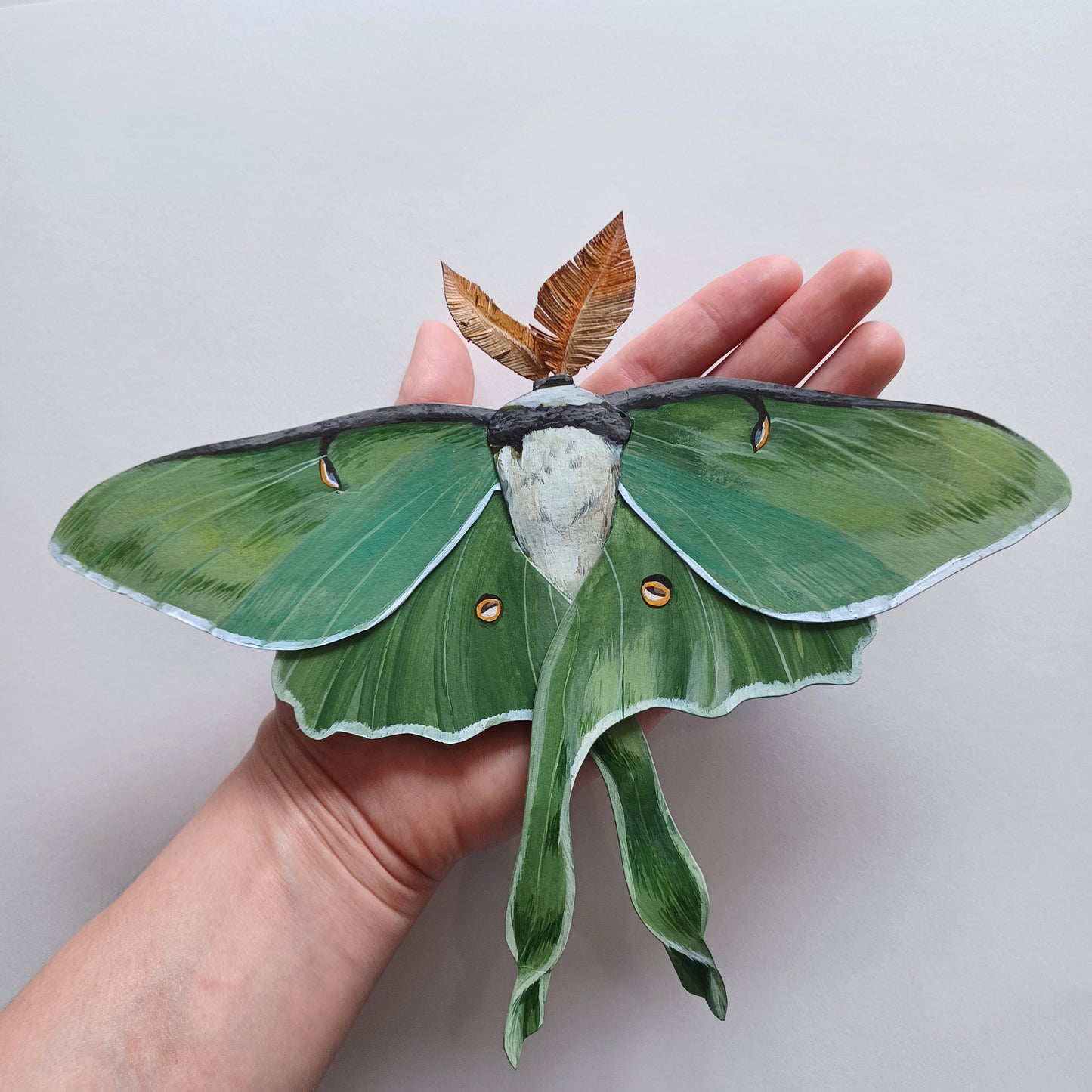 A Luna Moth sculpture by artist Steph Holmes framed in a white shadowbox.