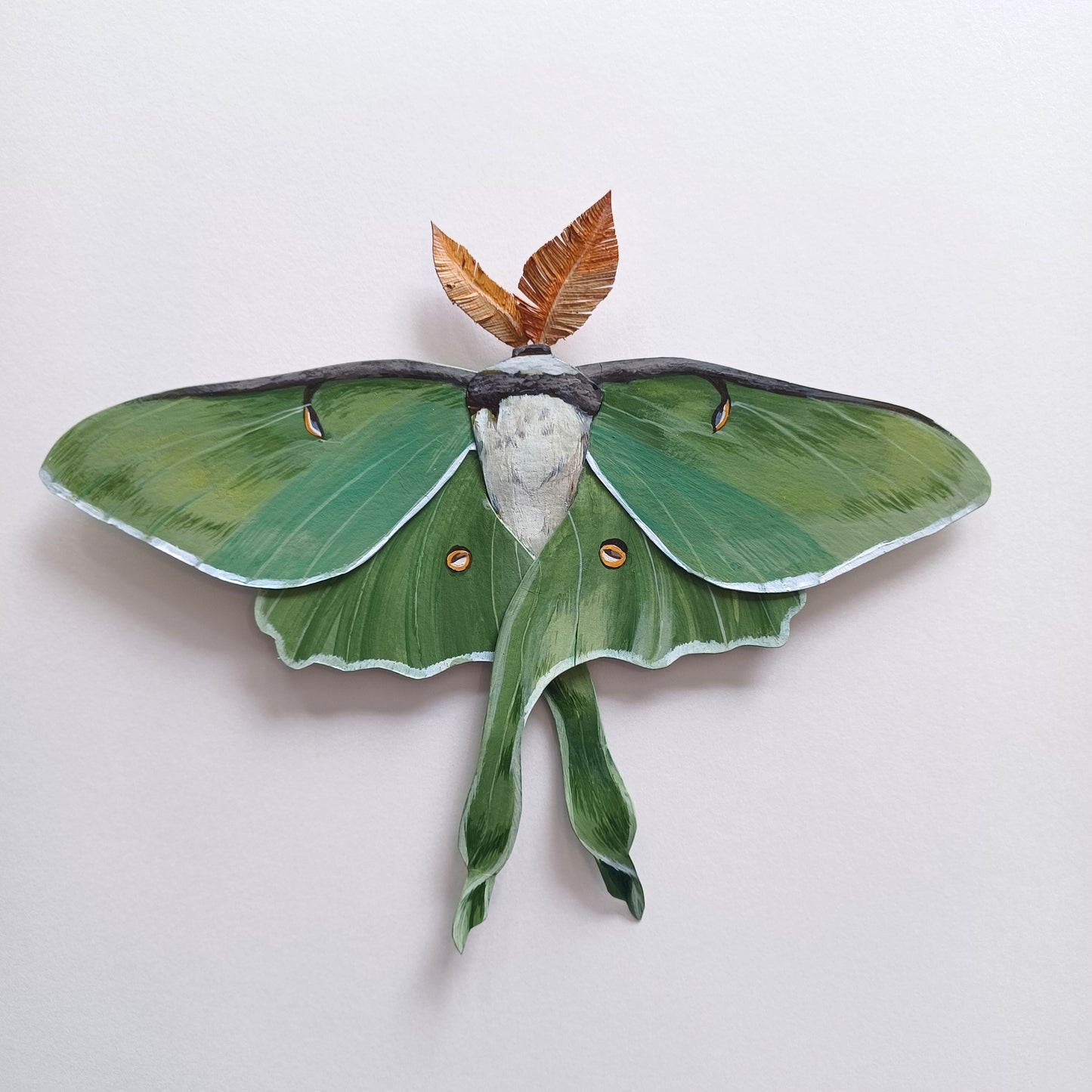 A Luna Moth sculpture by artist Steph Holmes framed in a white shadowbox.