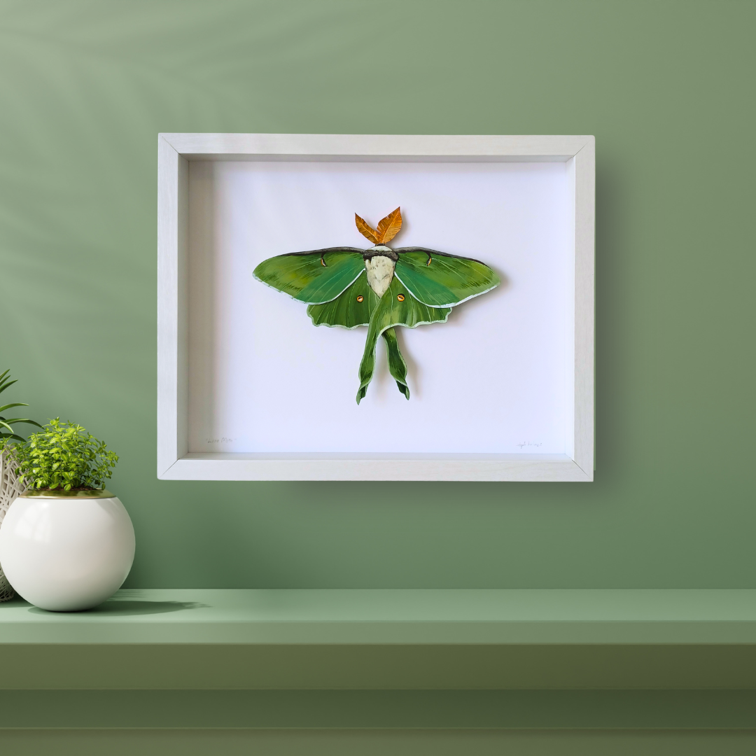 A Luna Moth sculpture by artist Steph Holmes framed in a white shadowbox on a green wall.