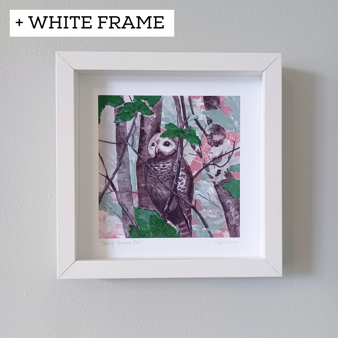 Young Barred Owl print on a gray owl in a white frame.