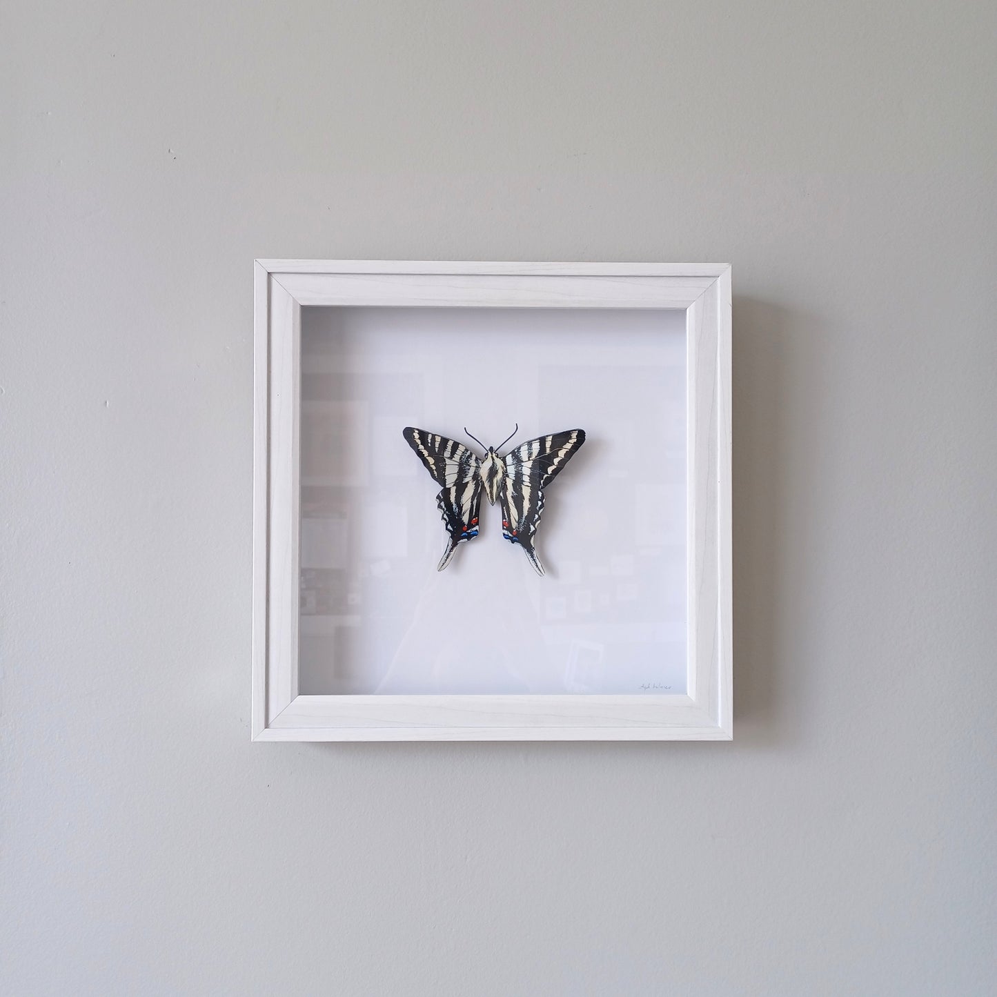 A photo of a painted paper sculpture of a zebra swallowtail butterfly in a white shadowbox.