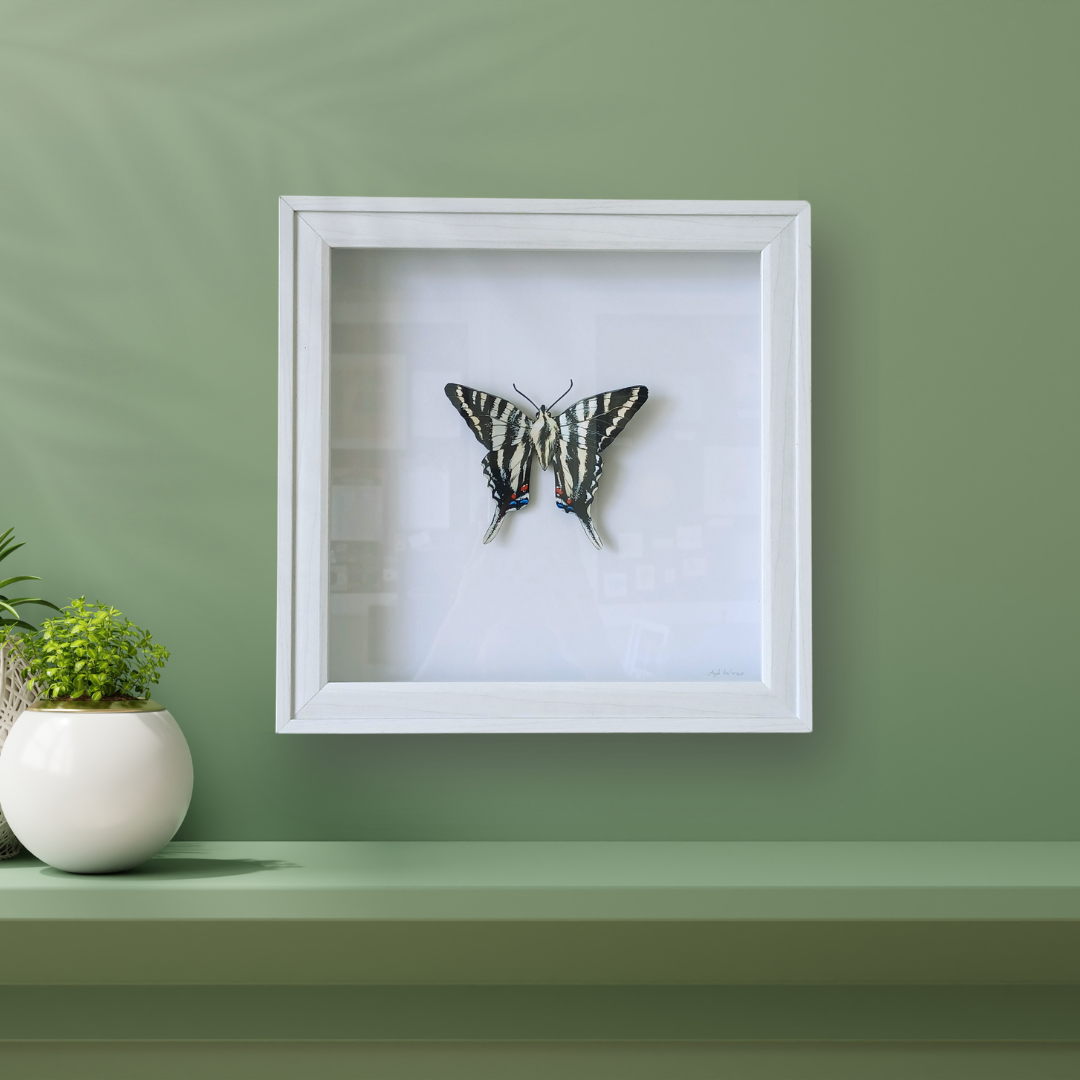 A photo of a painted paper sculpture of a zebra swallowtail butterfly in a white shadowbox on a green wall.