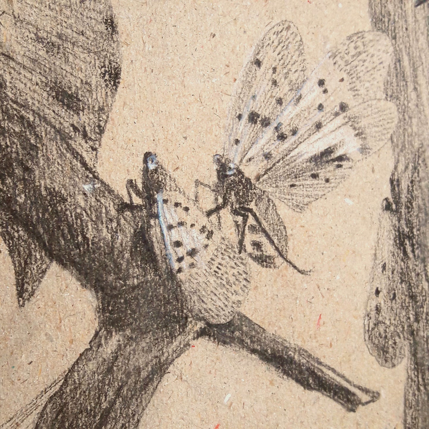 Lanternflies In Season framed charcoal drawing