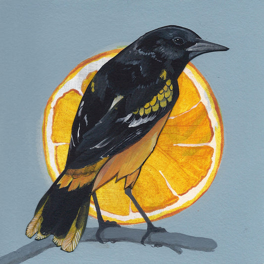 Baltimore Oriole print