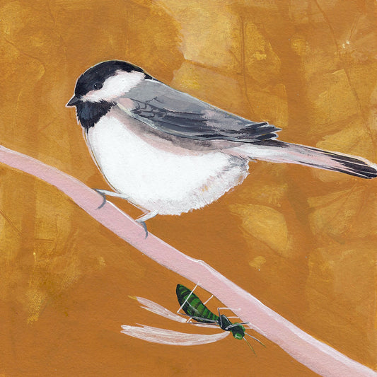 Black-Capped Chickadee print