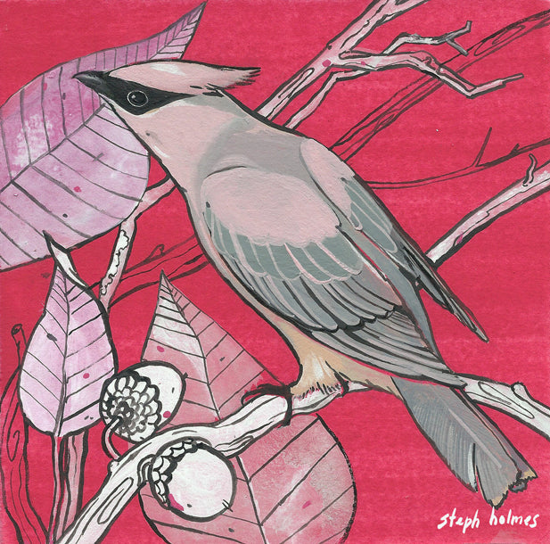 Cedar Waxwing print