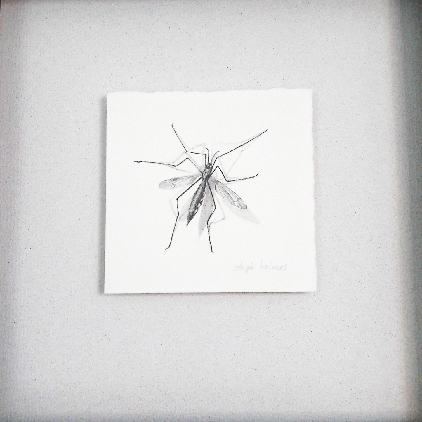 Crane Fly framed drawing