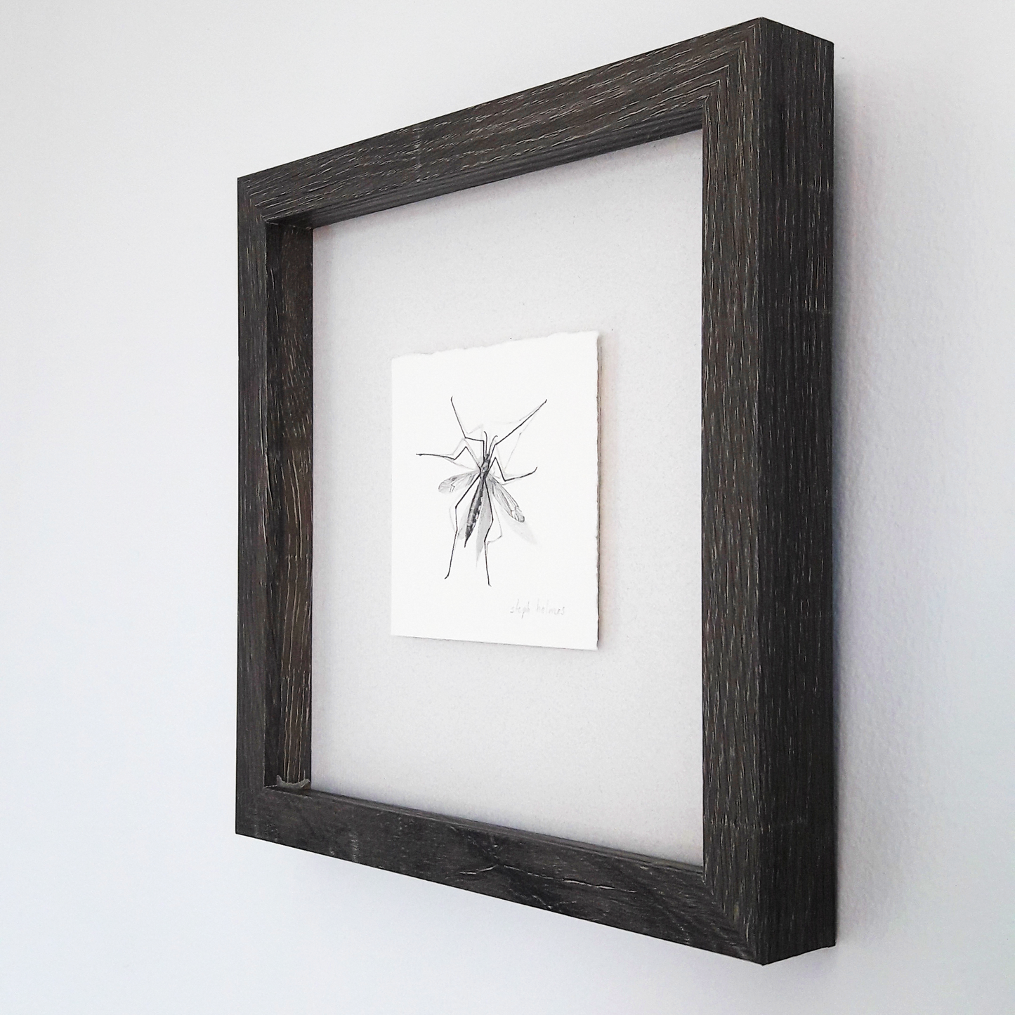 Crane Fly framed drawing