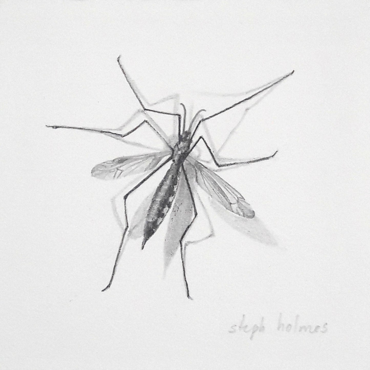 Crane Fly framed drawing