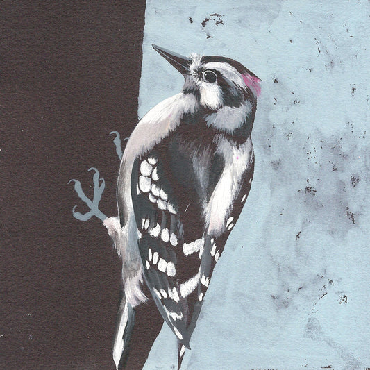 Downy Woodpecker print