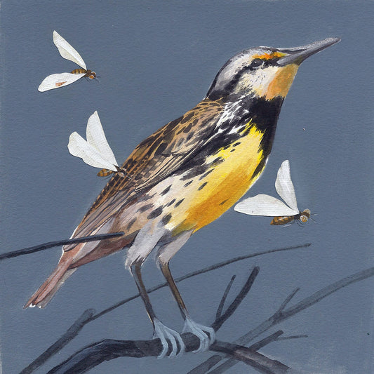 Eastern Meadowlark print