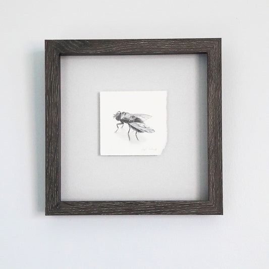 Fly framed drawing