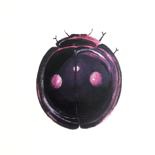 Twice-Stabbed Lady Beetle print